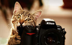 虎斑貓頑皮地咬著 Nikon D700 相機背帶。