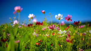 在藍天下，陽光中搖曳的多彩大波斯菊花田。
