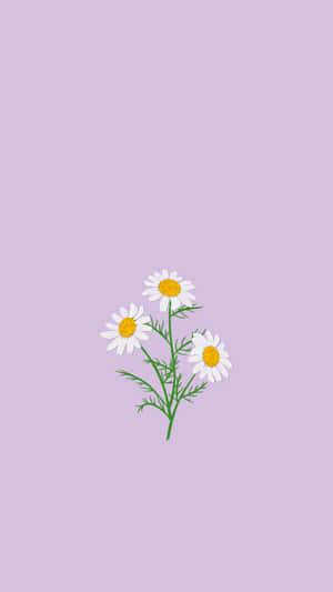 三朵黃色花心雛菊，綠色莖，薰衣草背景 — 美學 壁紙