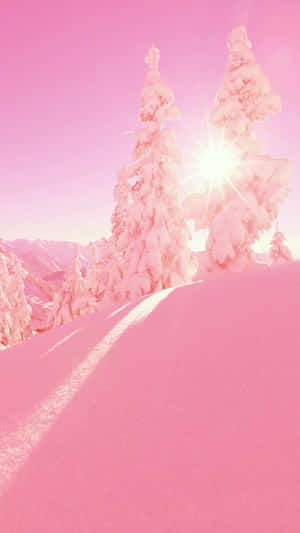 山坡上沐浴在陽光中的粉紅色雪松。