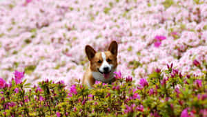 一隻微笑的哥基犬被花園中盛開的粉紅色杜鵑花包圍。