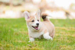 一隻快樂的哥基幼犬在戶外的綠色草地上奔跑。