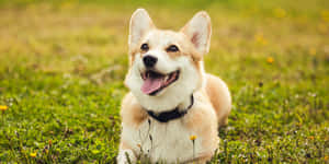 一隻快樂的哥基犬躺在開滿黃花的草地上。