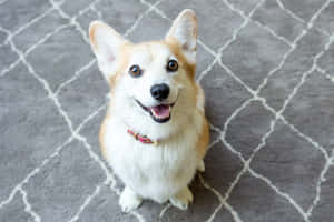 一隻開朗的哥基犬，戴著粉紅色項圈，坐在灰色圖案地毯上。