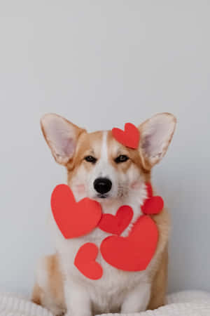 哥基犬戴上紅色紙心心慶祝情人節。 — 小米Pad 7S Pro 12.5 壁紙