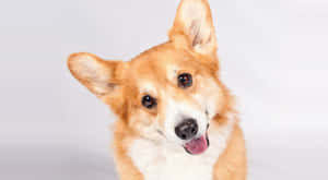 一隻開心的哥基犬伸出舌頭看著相機。