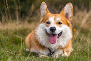 一隻快樂的柯基犬躺在綠草上，伸出舌頭。 — 狗 壁紙