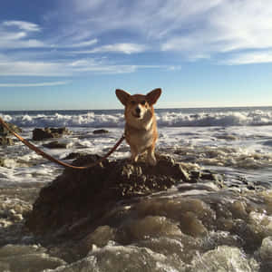哥基犬在海灘岩石上，海浪拍打，藍天白雲。