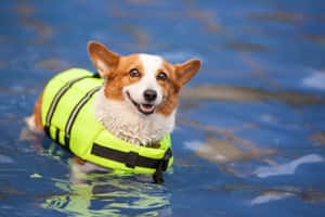 哥基犬穿著救生衣在藍色水中游泳