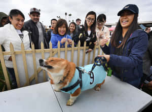一隻哥基犬穿著藍色球衣，背號九號，站在桌子上，人們在柵欄後面笑著。