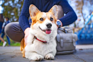 陽光明媚的日子裡，一隻微笑的哥基犬在戶外被人撫摸。