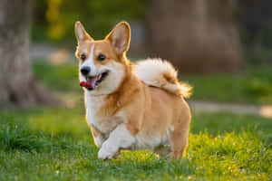 一隻快樂的哥基犬在陽光下伸著舌頭在草地上奔跑。