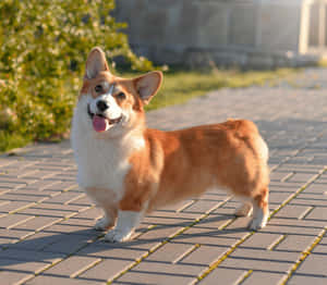 一隻微笑的哥基犬站在陽光花園的鋪砌小徑上。
