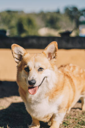 一隻開朗的哥基犬，垂耳微笑，在戶外陽光下。