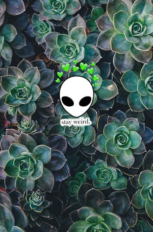多肉植物上方帶有綠色心形的外星人頭部，文字 stay weird