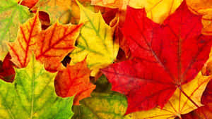 紅色、橙色、黃色和綠色的多彩秋季楓葉近距離特寫。