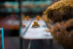 水族箱中苔蘚旁潮濕木頭上的金色青蛙