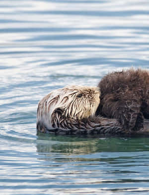 一隻海獺在平靜的海水中仰躺休息。