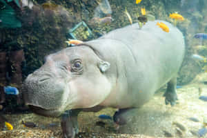 河馬喺水族箱入面游水，周圍有色彩繽紛嘅魚。 — 自然 壁紙