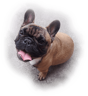 可愛法國鬥牛犬幼犬仰頭凝視