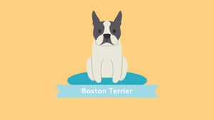 一隻波士頓㹴狗坐在藍色墊子上，帶有藍色橫幅，上面寫著 Boston Terrier。