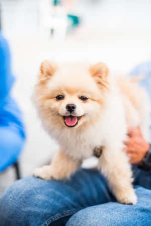 一隻毛茸茸的奶油色博美犬坐在人的大腿上，伸出舌頭。