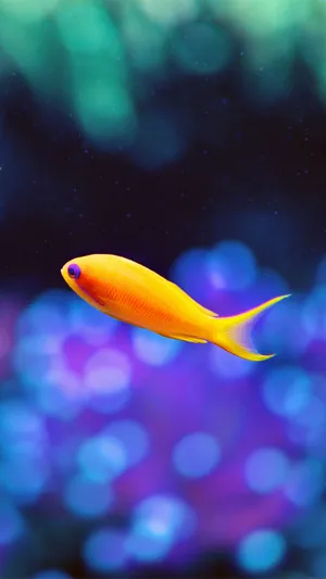 一條明亮的橙色魚在色彩繽紛的珊瑚礁環境中優雅地游動。