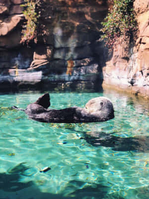 海獺在清澈的碧綠海水中仰面漂浮，靠近岩石懸崖。 — 動物 壁紙