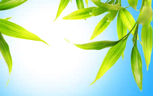 綠色竹葉襯托清澈藍天，配白色漸變背景。