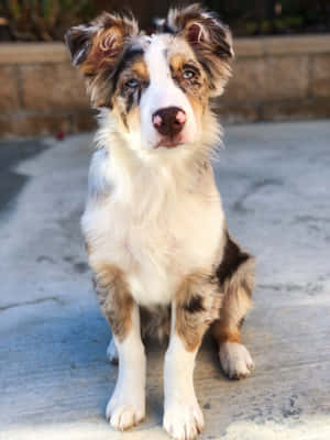 毛茸茸的梅爾澳洲牧羊犬幼犬，藍色眼睛，坐在混凝土庭院上。