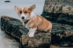 一隻哥基犬企喺水邊石上