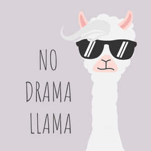 戴住太陽眼鏡嘅卡通羊駝，上面有「no drama llama」字樣。
