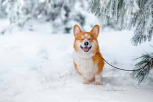 一隻快樂的哥基狗閉著眼睛在雪白的冬季森林中微笑。