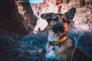 戴黃色項圈的德國牧羊犬站在日落峽谷中