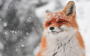 一隻臉上帶雪的紅狐在雪地森林中微笑。
