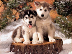 兩隻哈士奇幼犬坐在雪樹樁上，背景有松樹。 — 可愛狗狗gif 壁紙