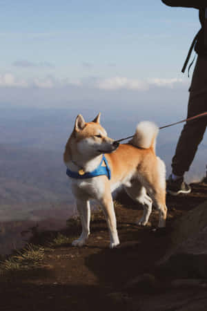 山徑上的柴犬與遠足者