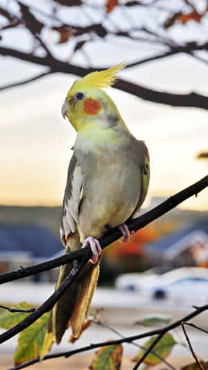 玄鳳鸚鵡在秋日落日時棲息在樹枝上，背景模糊。