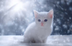 藍眼睛的白色小貓坐在冬天的雪中 — 貓咪 壁紙