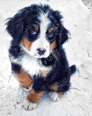 毛茸茸的伯恩山犬幼犬坐在雪地上，藍色眼睛 — 狗 壁紙