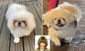兩隻毛茸茸的白色北京犬在戶外，一隻嚴肅，一隻喜悅 — 精細 壁紙