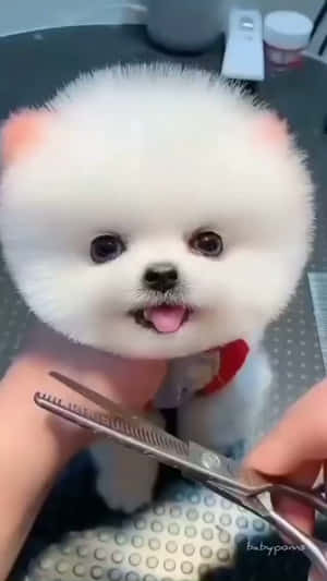 毛茸茸的白色幼犬，粉紅色耳朵，在美容時伸出舌頭。