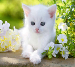 一隻藍眼睛的白色小貓，在明亮的陽光下被黃色和白色花朵包圍。
