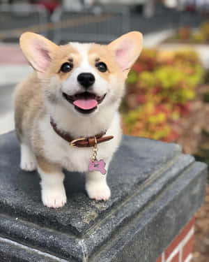 一隻開心的哥基幼犬戴著帶有粉紅色骨頭標籤的項圈，站在石頭上。 — 狗 壁紙