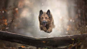 德國牧羊犬在陽光明媚的森林中跳過一根倒下的木頭，秋葉飄落。