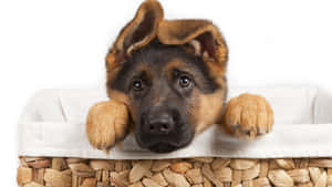 一隻德國牧羊犬幼犬從編織籃上方探出頭來，睜著大大的好奇眼睛。