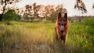 德國牧羊犬站在高高的草叢中，日落時分