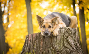 德國牧羊犬在秋日森林的樹樁上休息 — 小狗 壁紙