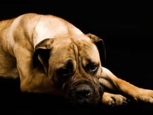 一隻淺黃褐色獒犬躺在黑色背景上，表情嚴肅。 — 小狗 壁紙