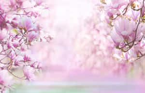 粉紅色木蘭花，柔焦，柔和光線，模糊背景。 — 美學 壁紙